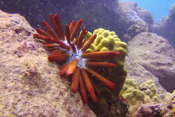 Kauai Shore Snorkeling Adventure Experience From Koloa - Traveler Photos and Reviews