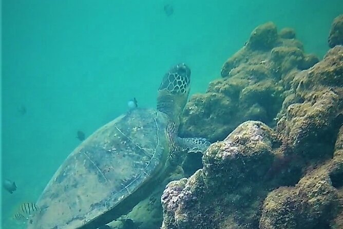 Kauai Snorkeling Adventure - Subtopics