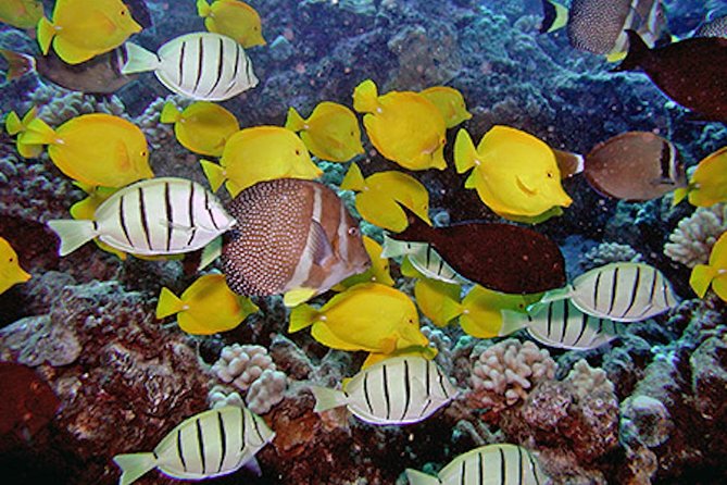 Kauais Ultimate Guided Shore (NO BOAT) Snorkeling Adventure - Limited Group Size and Pristine Reefs