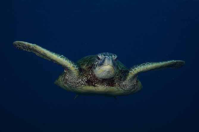 Kauais Ultimate Guided Shore (NO BOAT) Snorkeling Adventure - Traveler Photos and Featured Review
