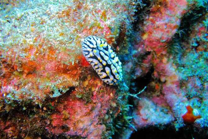 Kauais Ultimate Guided Shore (NO BOAT) Snorkeling Adventure - The Sum Up