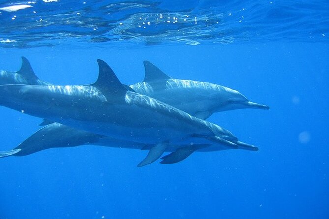 Kauais Ultimate Na Pali Coast Zodiac Boat Snorkeling & Sea Cave Eco Tour - Tour Overview and Inclusions