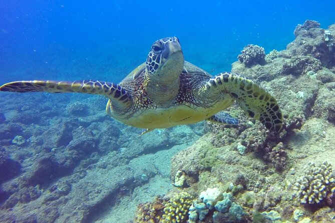 Kauais Ultimate Na Pali Coast Zodiac Boat Snorkeling & Sea Cave Eco Tour - Passenger Experiences