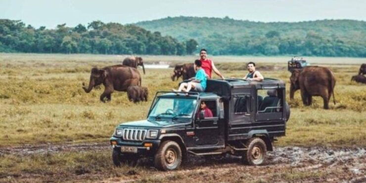 Kaudulla National Park: Afternoon Game Drive - Booking Information