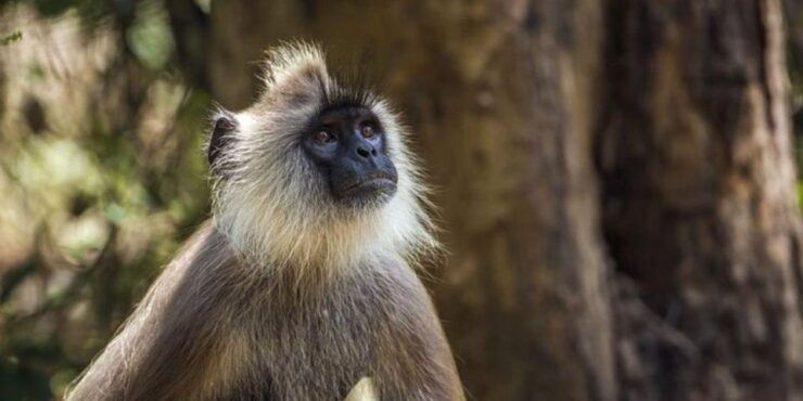 Kaudulla National Park: Afternoon Game Drive - Experience Highlights