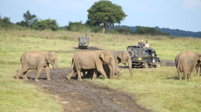 Kaudulla National Park-Elephant Gathering Safari - Location and Wildlife
