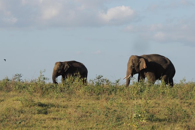 Kaudulla National Park Entrance Ticket - Additional Information and Guidelines