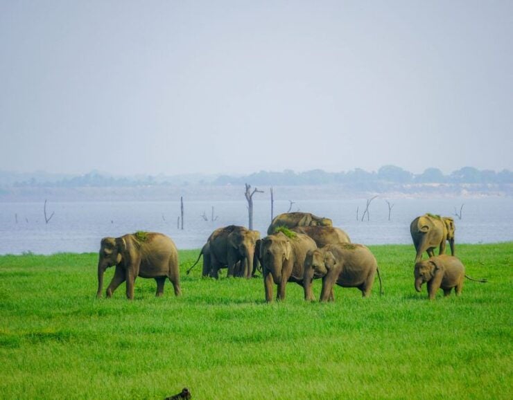 Kaudulla National Park Half Day Sri Lanka Jeep Safari - Activity Details