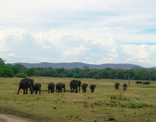 Kaudulla National Park Half Day Sri Lanka Jeep Safari - Wildlife Experience