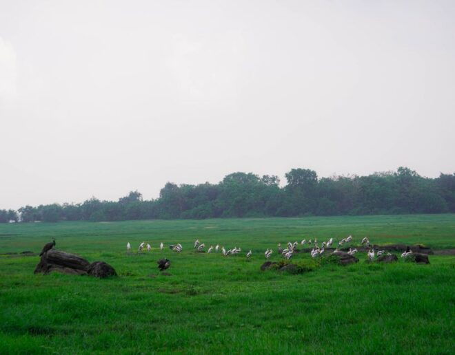 Kaudulla National Park Half Day Sri Lanka Jeep Safari - Recommendations