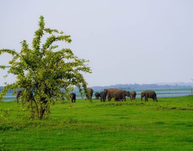 Kaudulla National Park Half Day Sri Lanka Jeep Safari - Location and ID