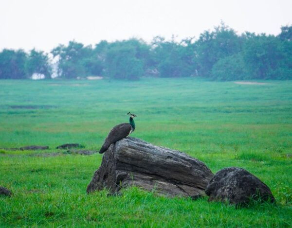 Kaudulla National Park Half Day Sri Lanka Jeep Safari - The Sum Up