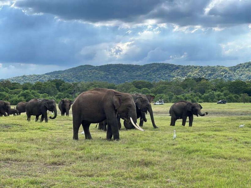 Kaudulla National Park Halfday Jeep Safari with Hotel Pickup - Good To Know