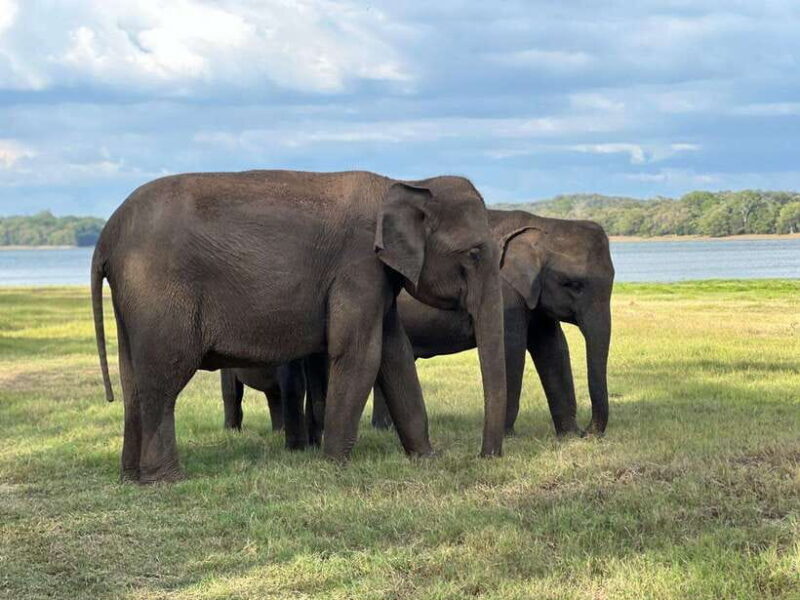 Kaudulla National Park Halfday Jeep Safari with Hotel Pickup - Why the Views and Wildlife Matter  