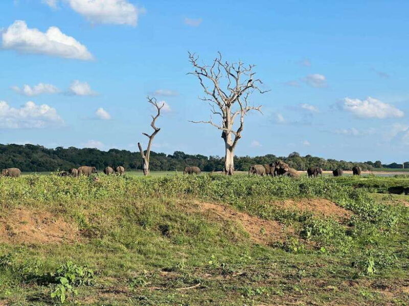 Kaudulla National Park Halfday Jeep Safari with Hotel Pickup - Final Thoughts  