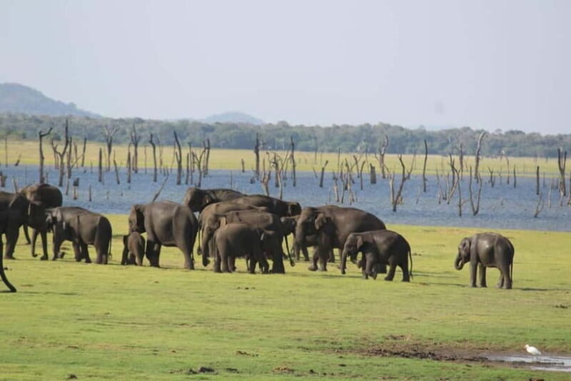 Kaudulla National Park Jeep Safari - What to Expect from Your Safari Experience