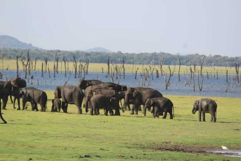 Kaudulla National Park Jeep Safari - FAQ