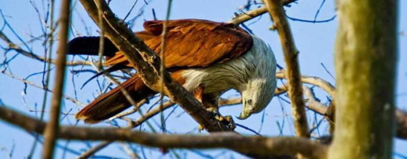 Kaudulla National Park Private Elephant Safari - Who Is This Tour Best For?
