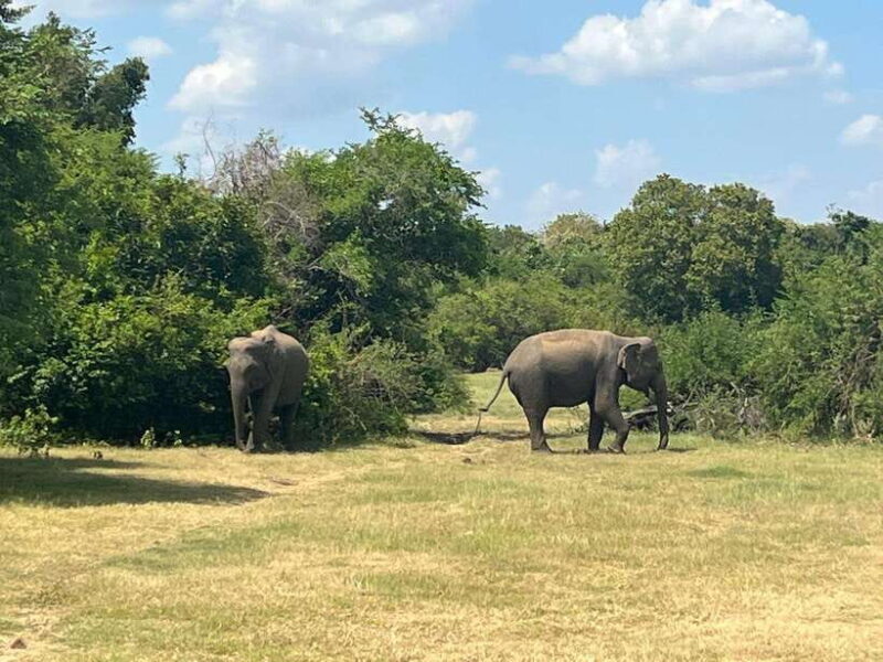 Kaudulla National Park: Private Safari - Who Should Consider This Tour?