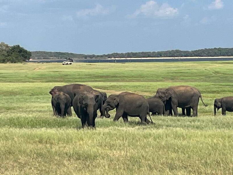 Kaudulla National Park: Private Safari - Good To Know