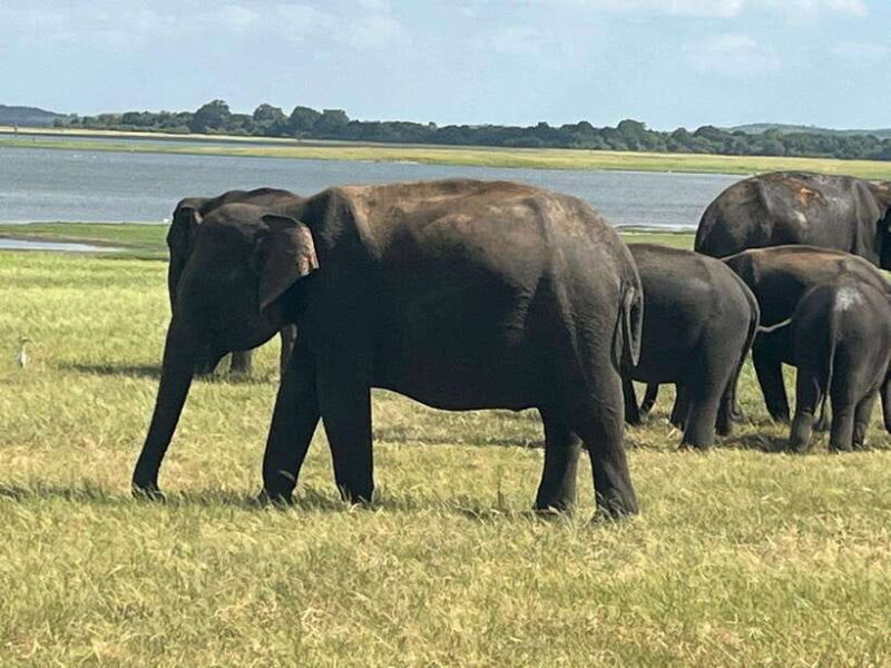 Kaudulla National Park: Private Safari - Practical Tips for Your Safari