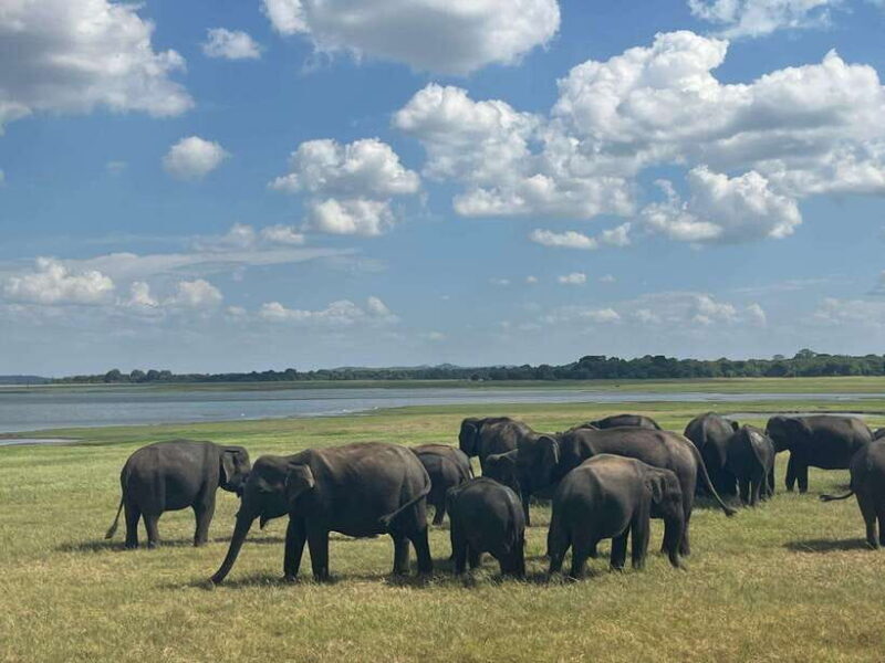 Kaudulla National Park: Private Safari - Who Will Love This Tour?