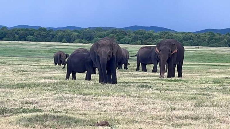 Kaudulla National Park: Private Safari - The Sum Up