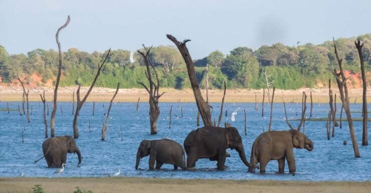 Kaudulla National Park: Private Safari - Activity Details
