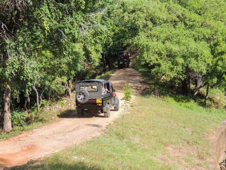 Kaudulla National Park: Private Safari - Safari Experience