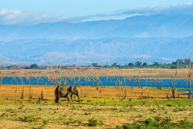 Kaudulla National Park: Private Safari - Safari Highlights