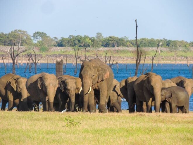 Kaudulla National Park: Private Safari - Common Questions
