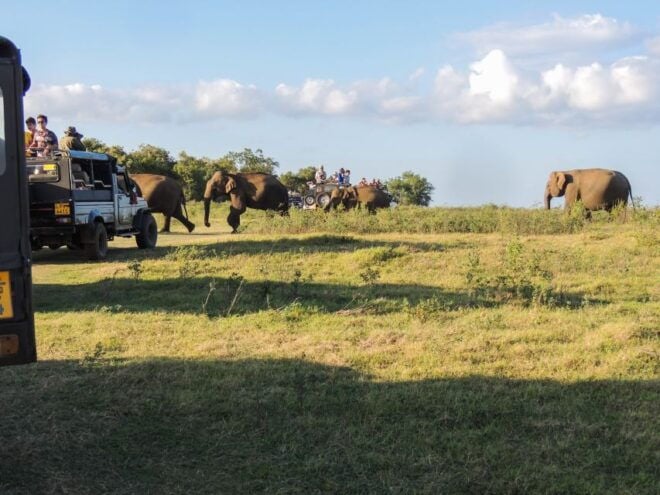 Kaudulla National Park: Private Safari - The Sum Up