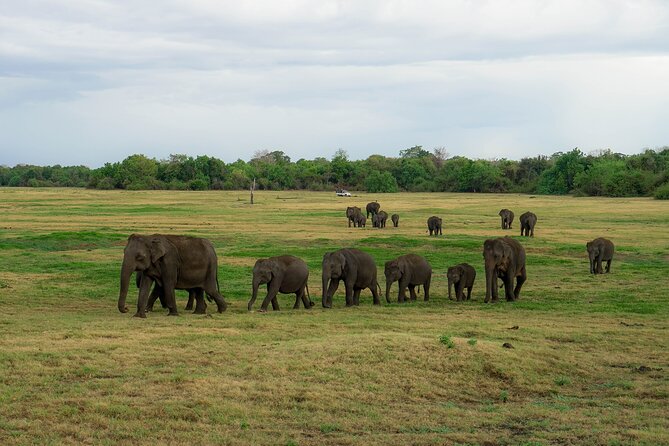 Kaudulla National Park Private Wildlife Safari at Golden Hour - Pickup and Transportation Details