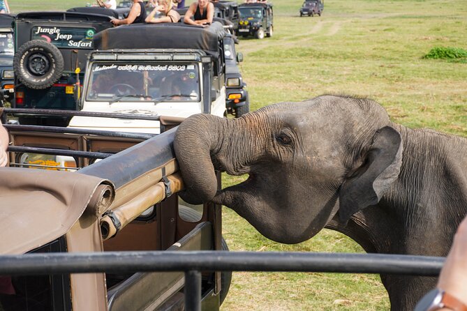 Kaudulla National Park Private Wildlife Safari at Golden Hour - Confirmation and Accessibility Information
