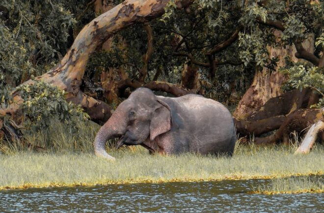 Kaudulla National Park Safari From Dambulla - Safari Logistics