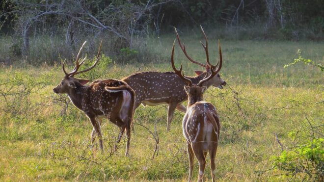 Kaudulla National Park Safari From Dambulla - Inclusions and Exclusions