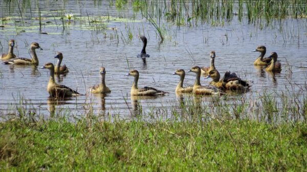 Kaudulla National Park Safari From Dambulla - Tips for a Great Safari