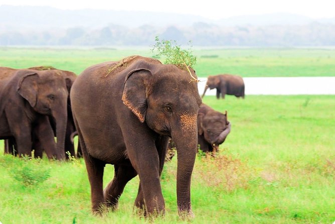 Kaudulla National Park Shared Safari - Safari Overview