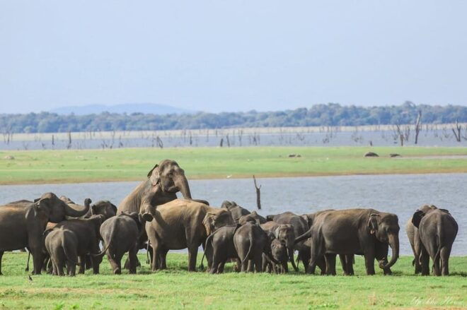 Kaudulla National Park :Wild Elephant Gathering Safari - Customer Experiences