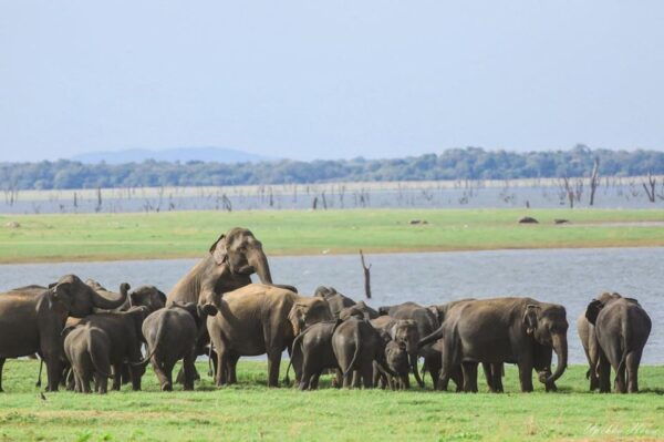 Kaudulla National Park :Wild Elephant Gathering Safari - Frequently Asked Questions