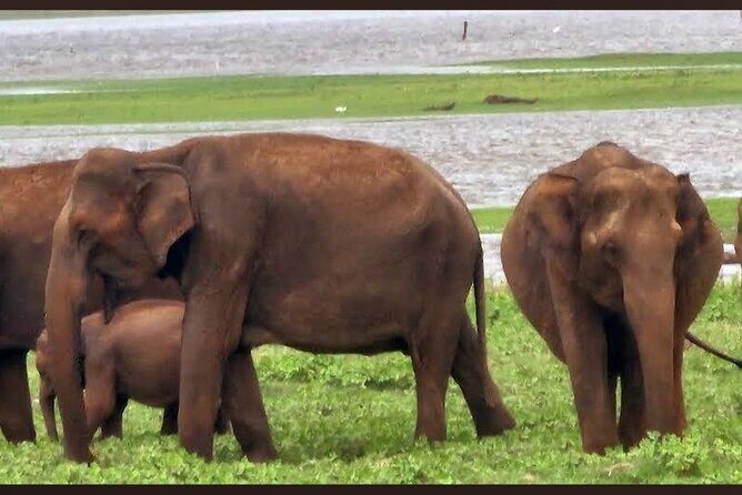 Kaudulla Safari Adventure - Final Thoughts