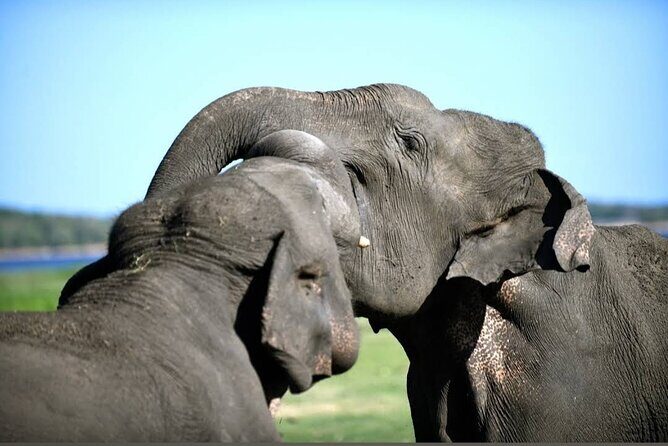 Kaudulla Safari Adventure - Authentic Reviews and Insights