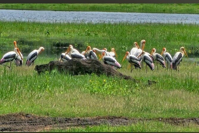 Kaudulla Safari Adventure - The Sum Up