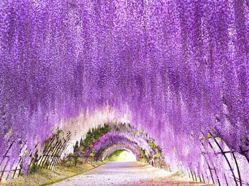 Kawachi Wisteria Garden, Kokura Castle & Outlets Day Tour - Good To Know