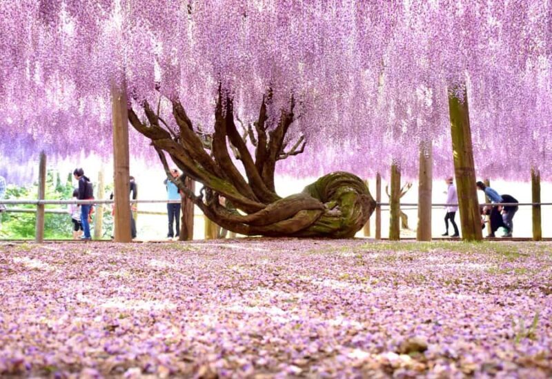 Kawachi Wisteria Garden, Kokura Castle & Outlets Day Tour - Discovering Kokura Castle