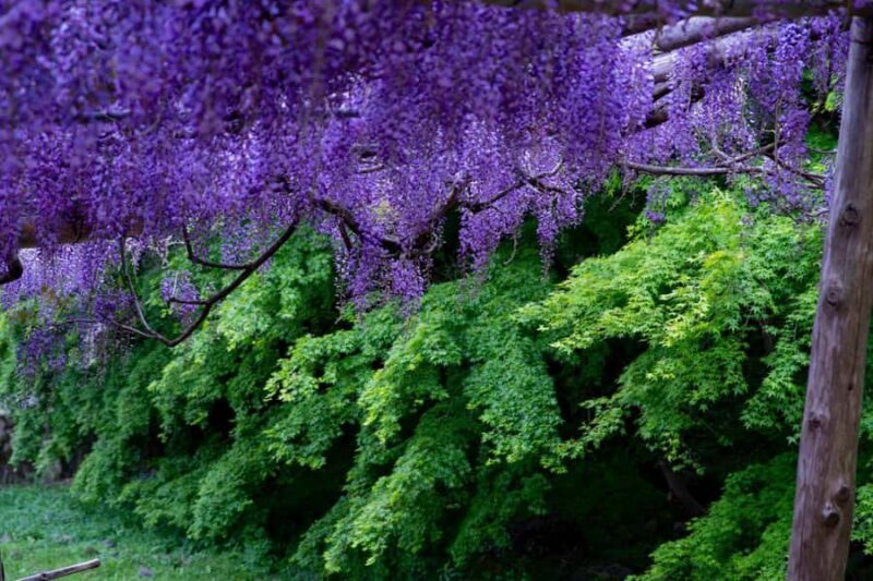 Kawachi Wisteria Garden, Kokura Castle & Outlets Day Tour - Shopping at The Outlets Kitakyushu