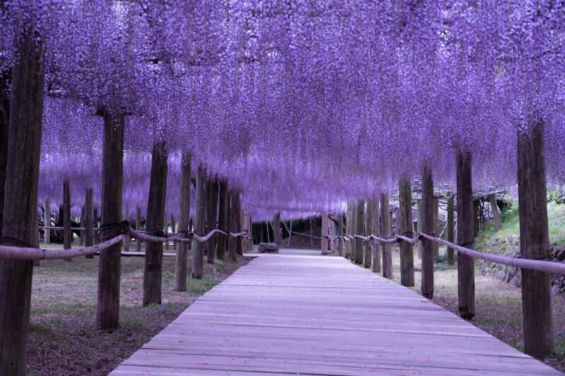 Kawachi Wisteria Garden, Kokura Castle & Outlets Day Tour - The Logistics of the Day