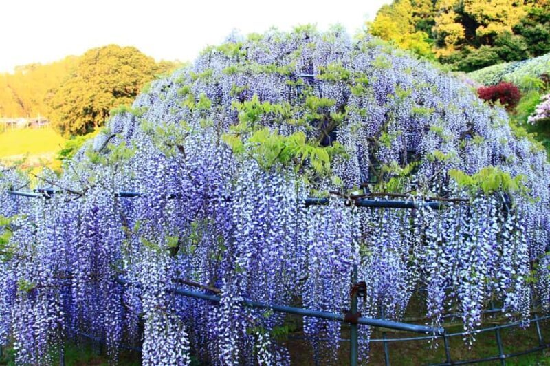 Kawachi Wisteria Garden, Kokura Castle & Outlets Day Tour - Who Is This Tour Best For?
