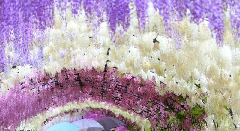 Kawachi Wisteria Garden, Kokura Castle & Outlets Day Tour - Introduction