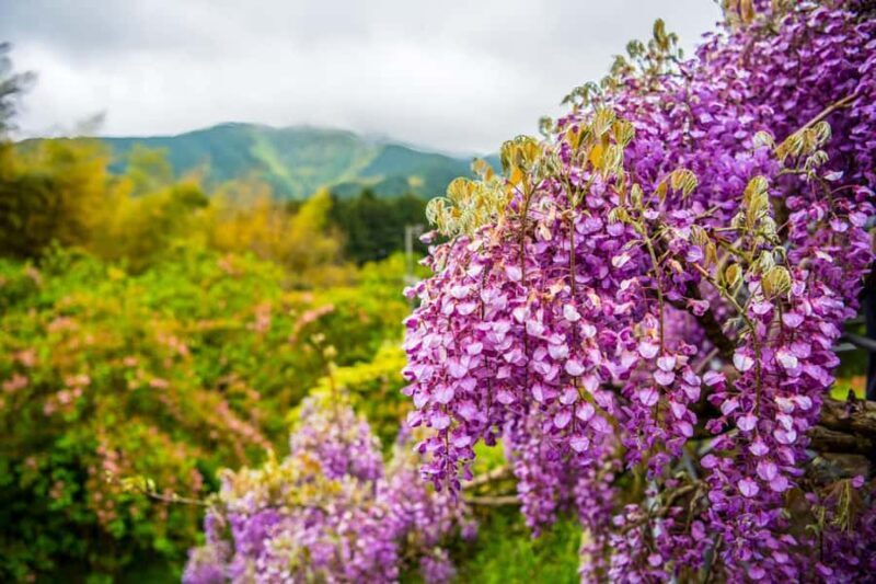 Kawachi Wisteria Garden, Kokura Castle & Outlets Day Tour - FAQ